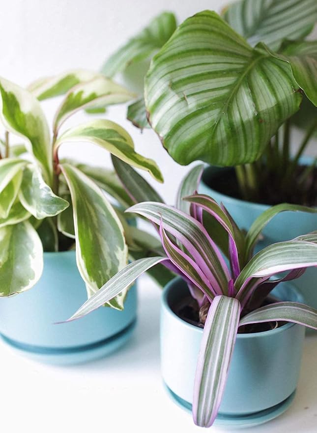 LE TAUCI Ceramic Plant Pots, 4.3+5.3+6.8 inch, Planters - Image 9