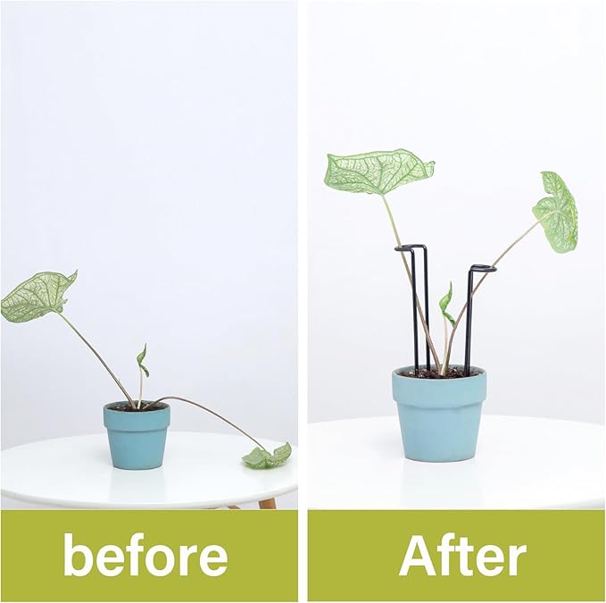 10 Pack Indoor Plant Support for Monstera Trellis Stakes and Stem Holder - Image 3