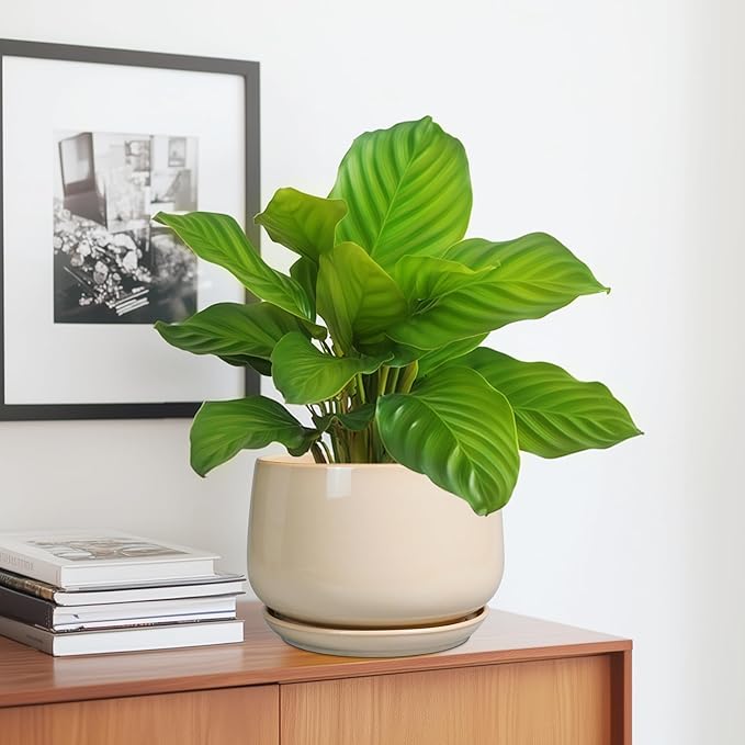 G EPGardening Ceramic Planter - Image 5