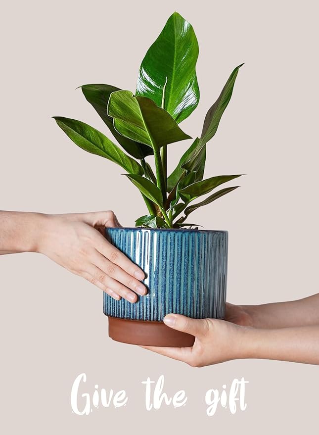 LE TAUCI Ceramic Plant Pots - Image 4