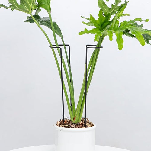 10 Pack Large Iron Monstera Trellis by Goooxim