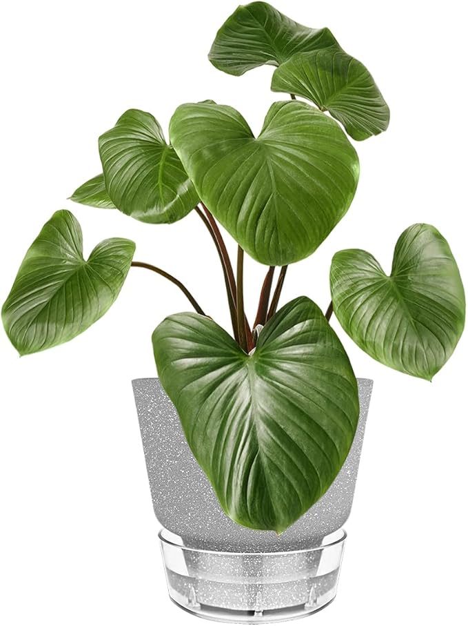 Plant Pots - 6" Orchid Pot, 5 Pack Orchid Pots - Self Watering Pots - Image 6