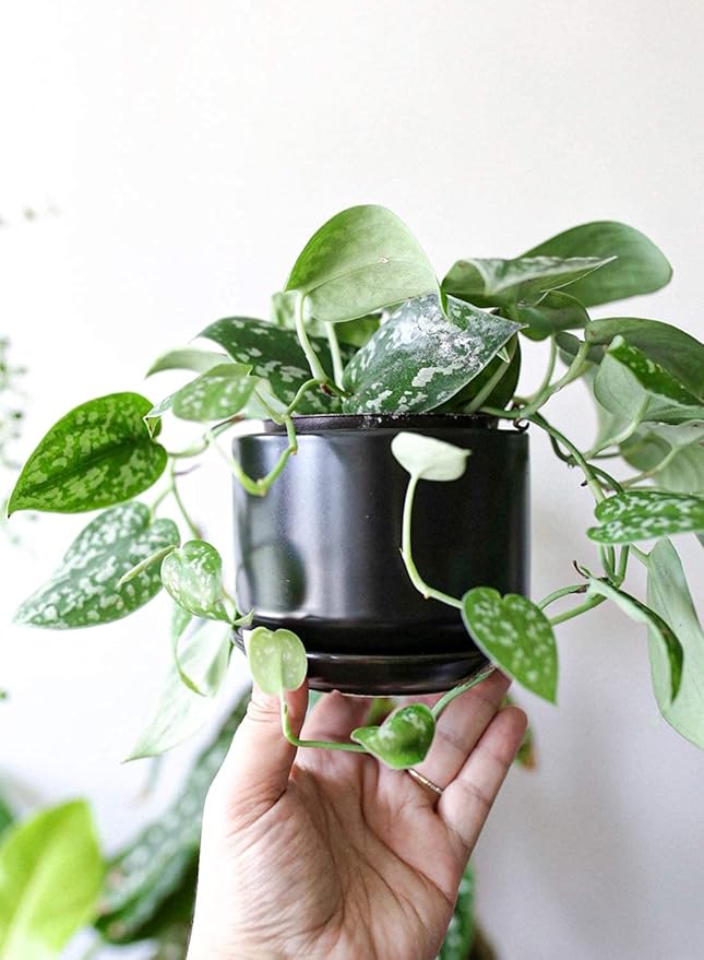 LE TAUCI Ceramic Plant Pots, 4.3+5.3+6.8 inch, Planters - Image 10