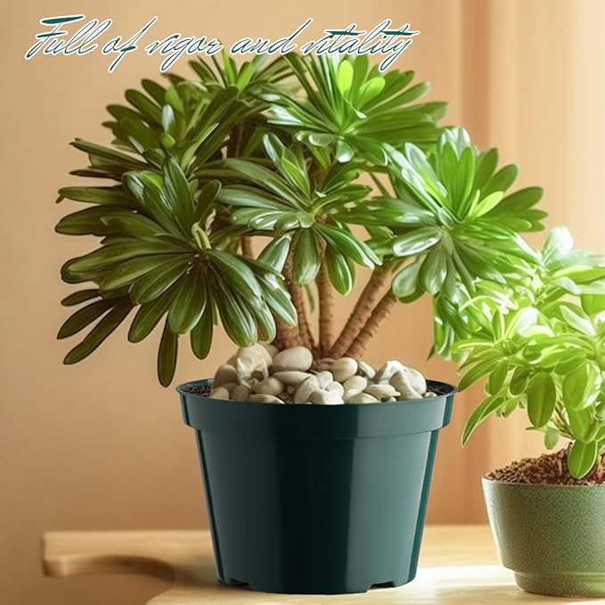 BTPLASTIK 8 Inch Plastic Plant Pots, 15 Pack Sturdy Nursery Pots - Image 6