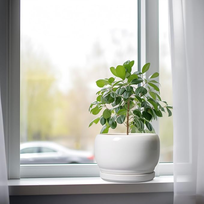 SQOWL Ceramic Planters for Indoor Plants - Image 4