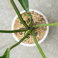 Monstera Plant Stem Support Set by Yohsnor