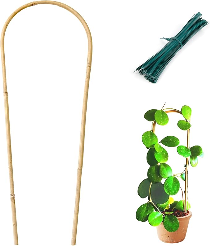 Indoor Plant Trellis for Climbing Plants 16in, 6 Pack Arch Bamboo Trellis for by Cambaverd