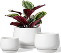 LE TAUCI Ceramic Plant Pots, 4.1+5.1+6.5 inch, Planters by LETAUCI