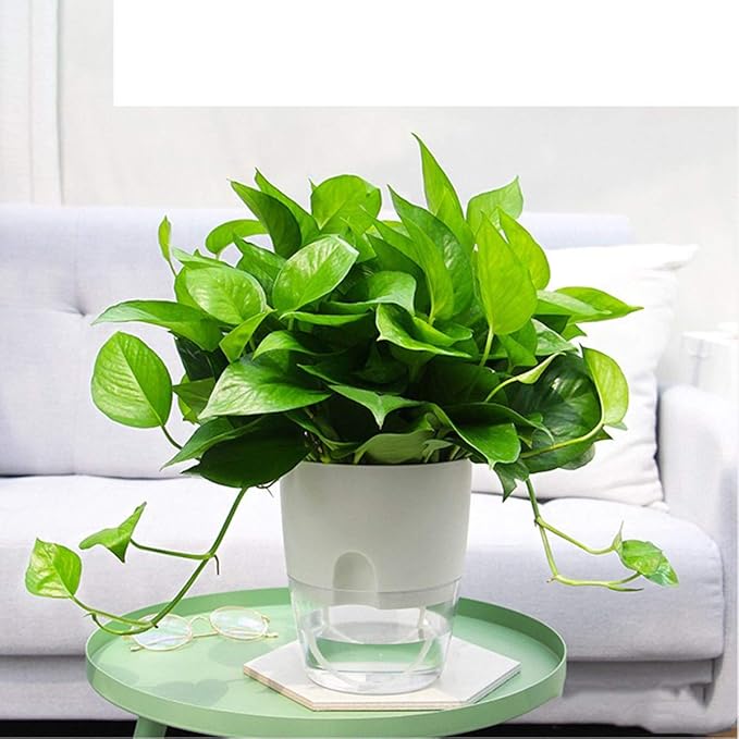 Vanavazon 6 Inch Self Watering Planter Pots - Image 5
