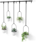 Umbra Triflora Hanging Planter for Window, Indoor Herb Garden by Umbra