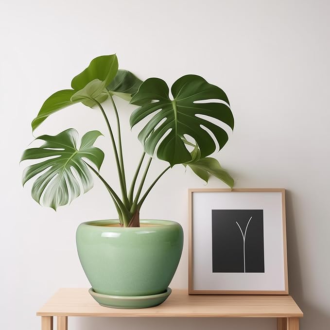 6 Inch Plant Pot - Image 8