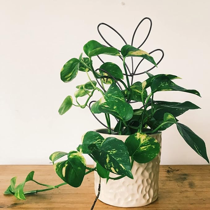 2Pack Indoor Plant Trellis Metal Wire Garden Trellis ，Small Climbing Leaf Shape - Image 2