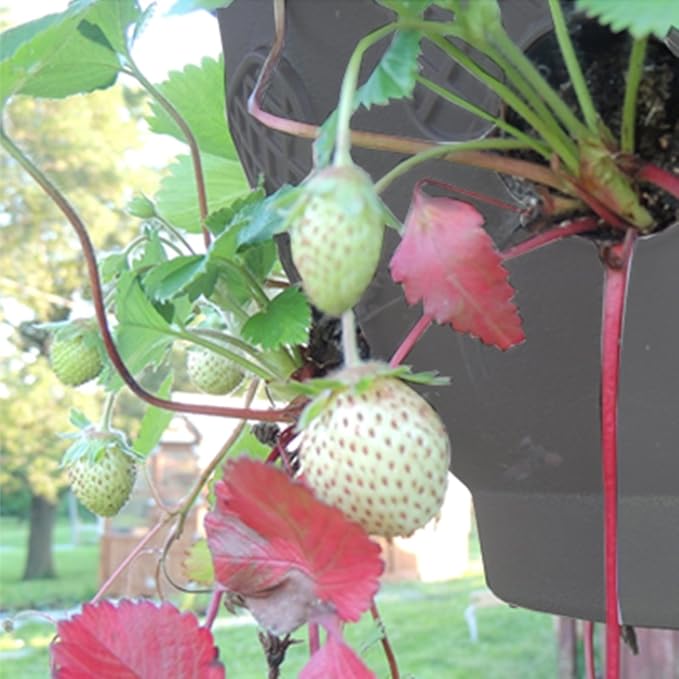 Ultimate Hanging Baskets - Image 5