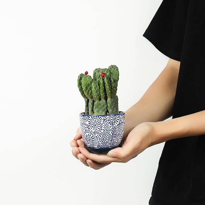 Selamica Ceramic Succulent Pots - Image 2