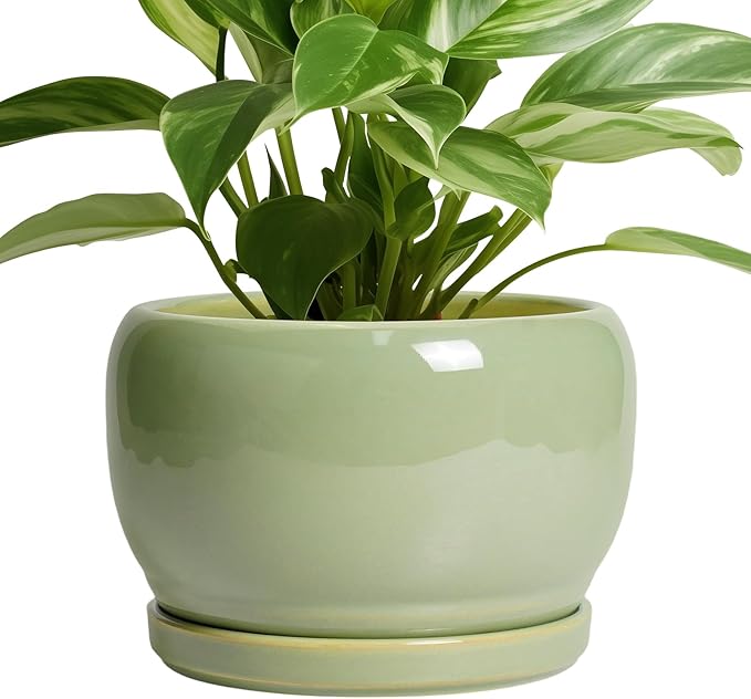 SQOWL 8 Inch Plant Pot by SQOWL