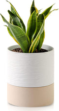 Nihow Self Watering Plant Pot: 6 Inch Ceramic Planter by Nihow