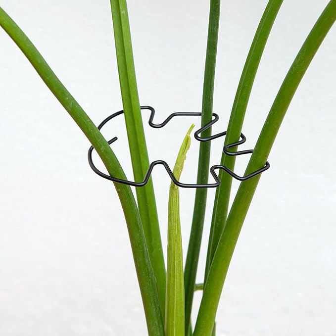 Monstera Plant Stem Support Set by Yohsnor