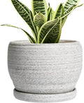 SQOWL Ceramic Planters for Indoor Plants by SQOWL