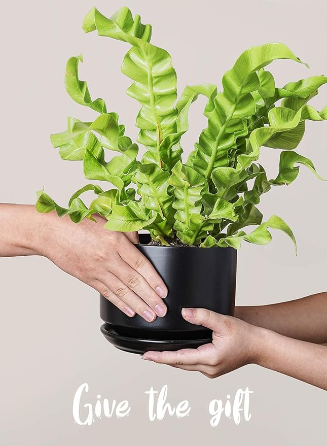 LE TAUCI Ceramic Plant Pots, 4.3+5.3+6.8 inch, Planters - Image 9