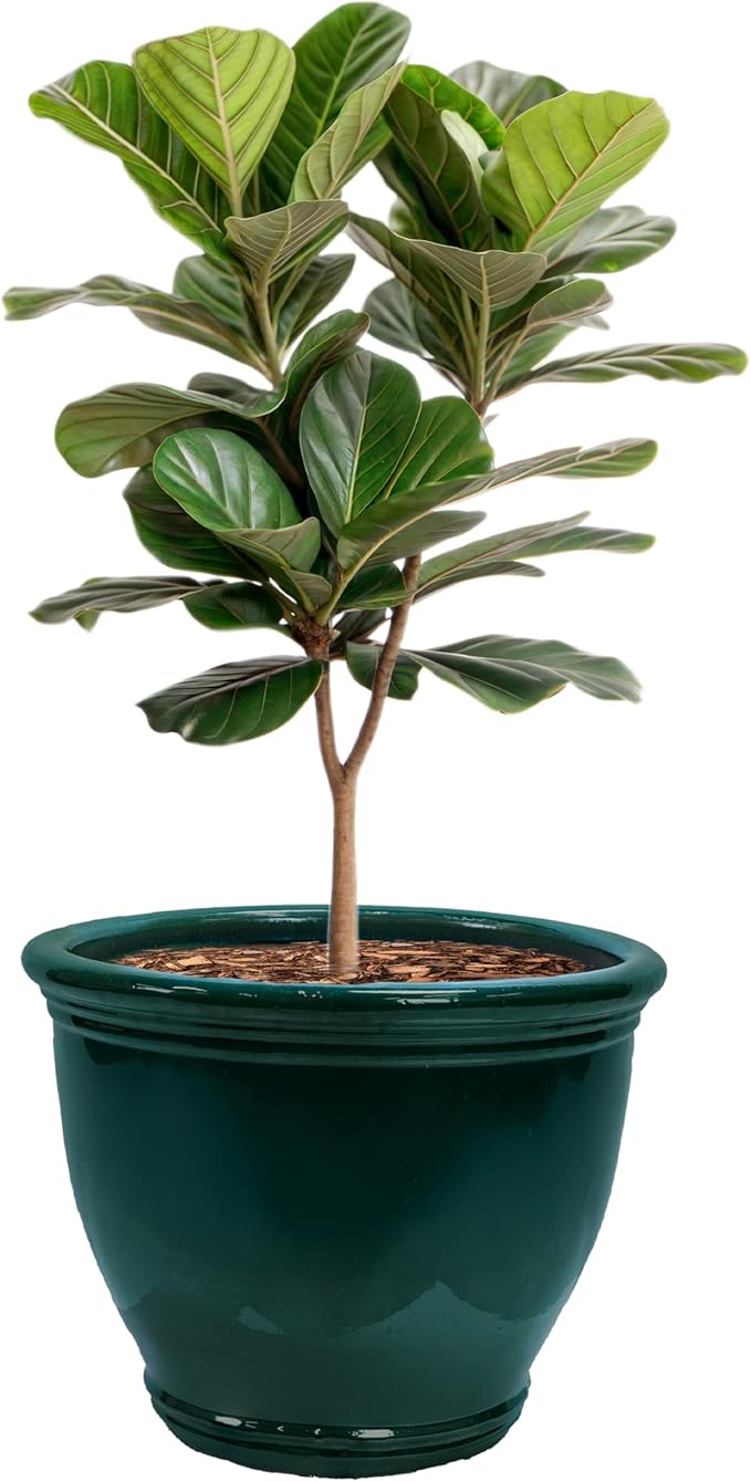 Sunnydaze Large Ceramic Plant Pot by SunnydazeDecor