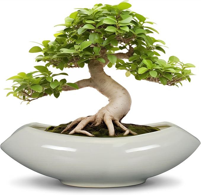 Bonsai Pots 18 Inch by Teagas