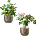 Melphoe Self Watering Pots for Indoor Plants Planter, 6.5 Inch 2 Pack Planters by Melphoe