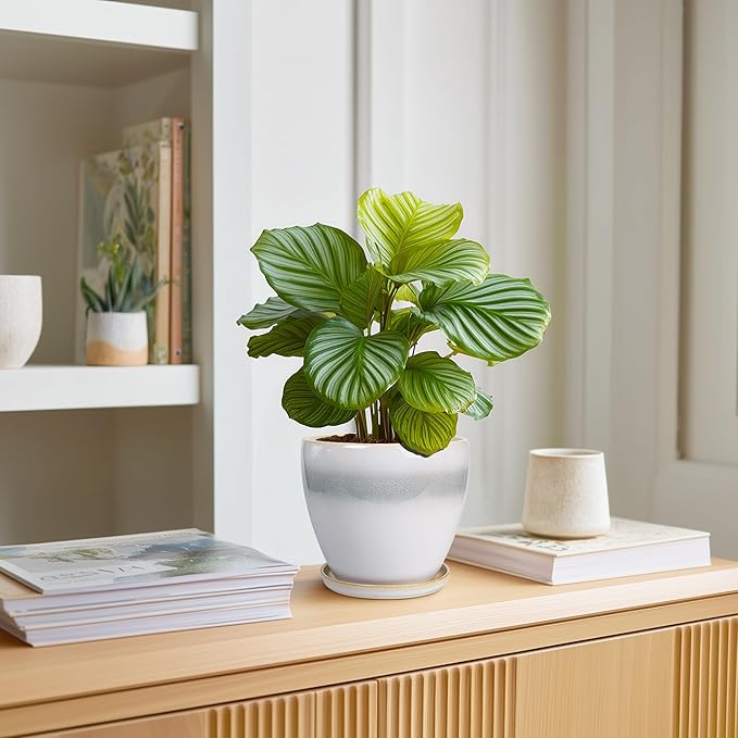 Ceramic Plant Pot - Image 3