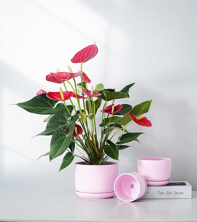 Ton Sin Pink Flower Pots, Ceramic Planter Pot - Image 5