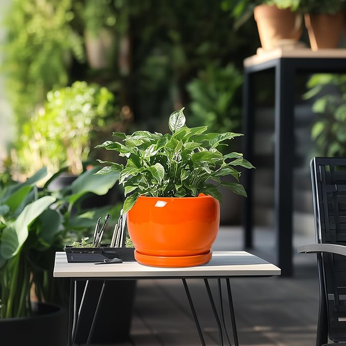 SQOWL Ceramic Pot for Plants - Image 5
