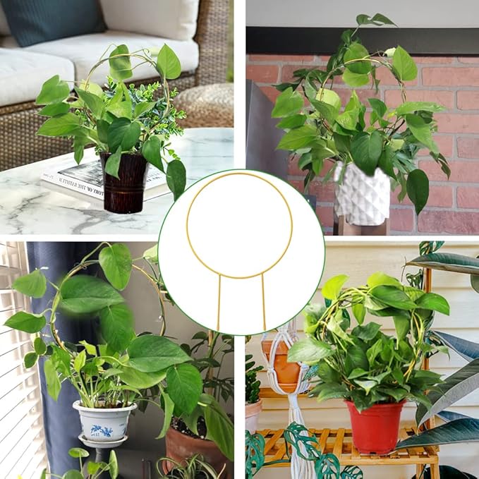 2 Pack Circle Trellis for Climbing Plants Indoor, Flower Houseplant Hoya - Image 7