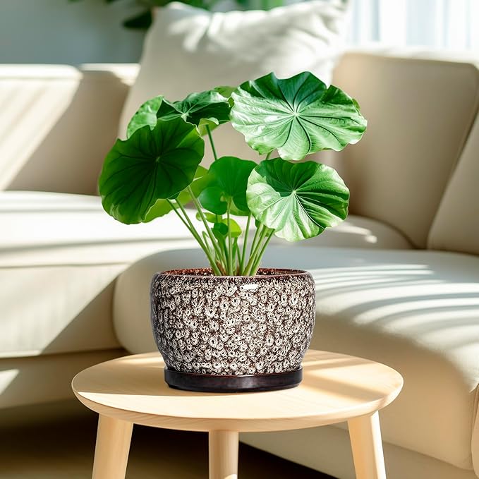 SQOWL Ceramic Planter - Image 2