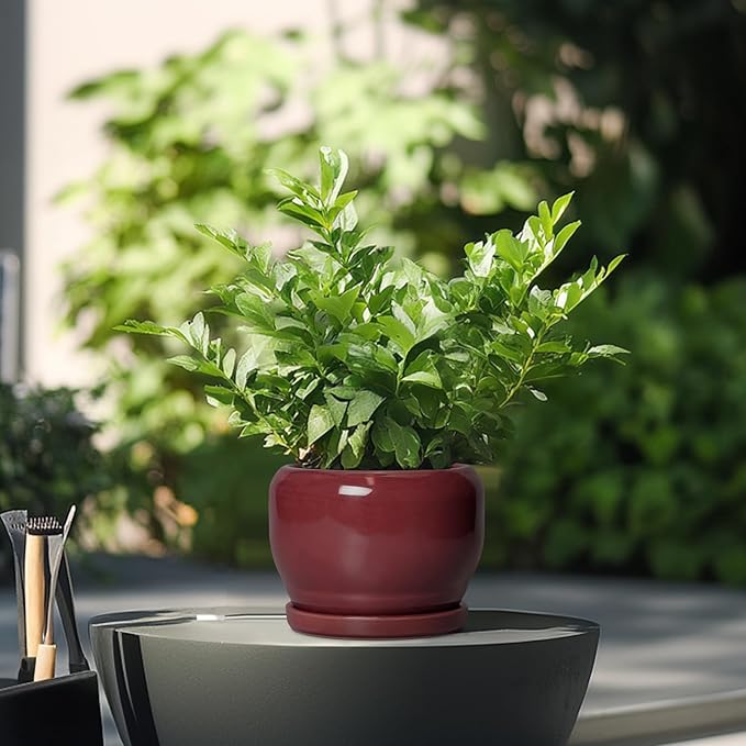 SQOWL 6 Inch Plant Pot - Image 4