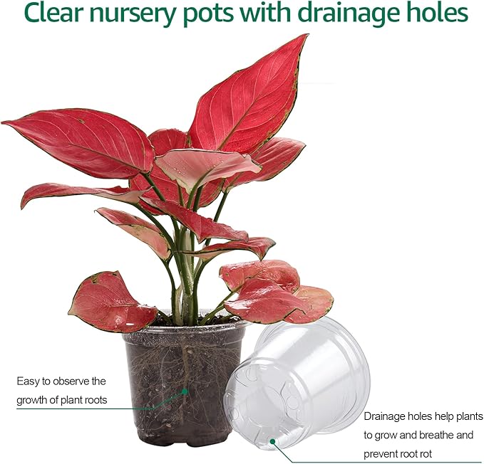 30 Packs 4 Inch Reinforced Clear Nursery Pots - Image 8