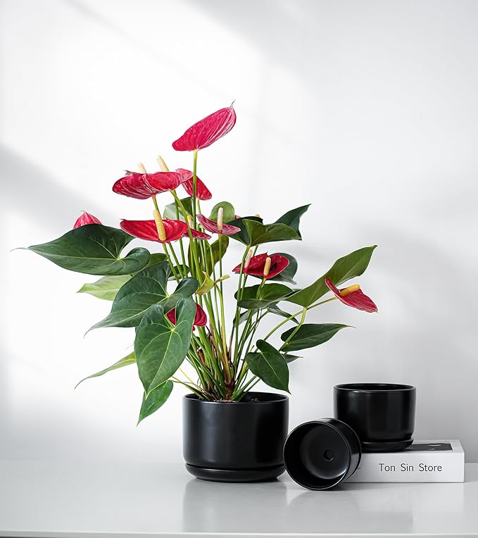 Ton Sin Plant Pots, 4.1+5.1+6.5 inch, Ceramic Planters - Image 8