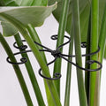 Black Monstera Plant Support 5.5IN 5PCS Premium Stem Support System by Yohsnor