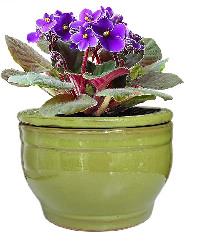 African Violet Pots Self Watering Round Ceramic Violet Pot by Dphagesy