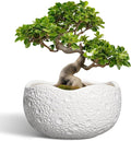 Large Bonsai Pots by Thirtypot