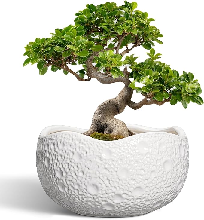 Large Bonsai Pots by Thirtypot
