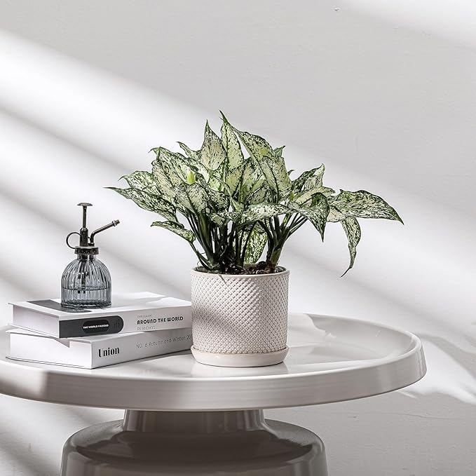 5.8 Inch Plant Pot: Ceramic Planter - Image 4