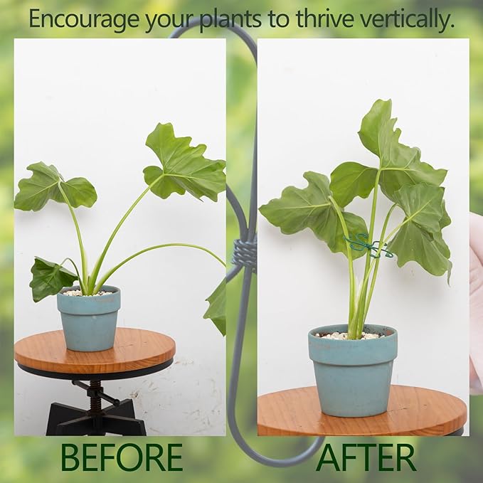 Monstera Plant Stem Support - Image 3