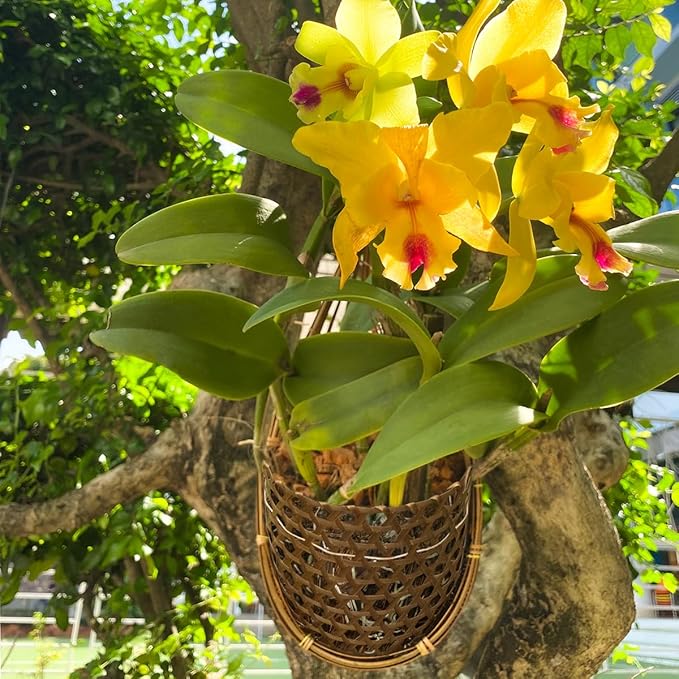 Handmade 100% Thai Bamboo 6 Inch Signature Super Sanctuary SIAM Orchid Hanging - Image 5