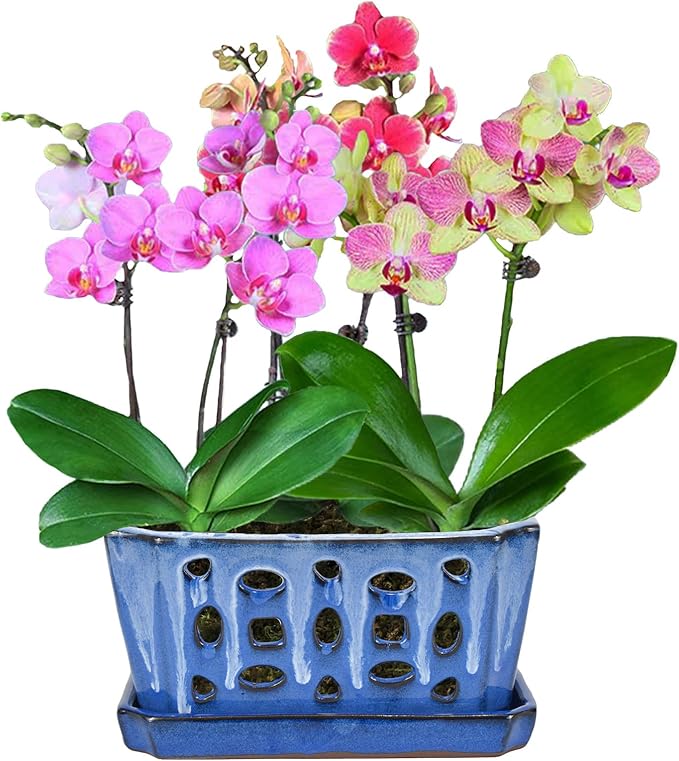 W&W Orchid Pot with Holes and Saucer - Image 7