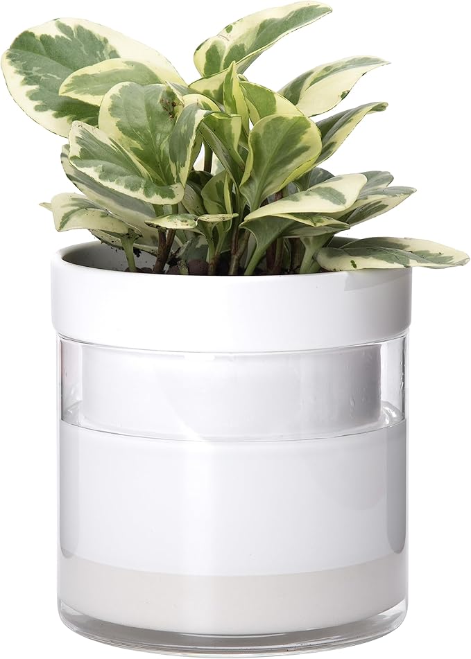 Phoenix Vine 6 Inch Self Watering Planter by Phoenix+Vine