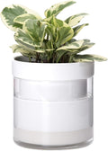 Phoenix Vine 6 Inch Self Watering Planter by Phoenix+Vine