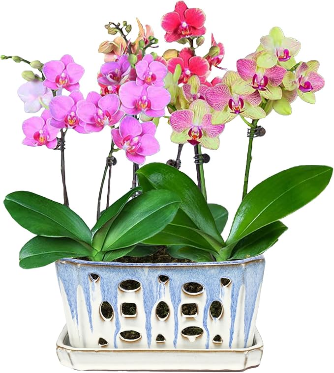 W&W Orchid Pot with Holes and Saucer - Image 7