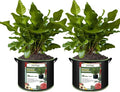 2-Pack 30 Gallon Plant Grow Bags, Thickened Nonwoven Fabric Pots by FVOTNW