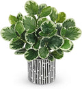 13" Artificial Plants Indoor Small Fake Plant in Ceramic Pot, Silk Plants by VillaComo