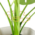 6PCS Iron Monstera Plant Support, Uniquely Designed Indoor Plant Accessories by Unknown