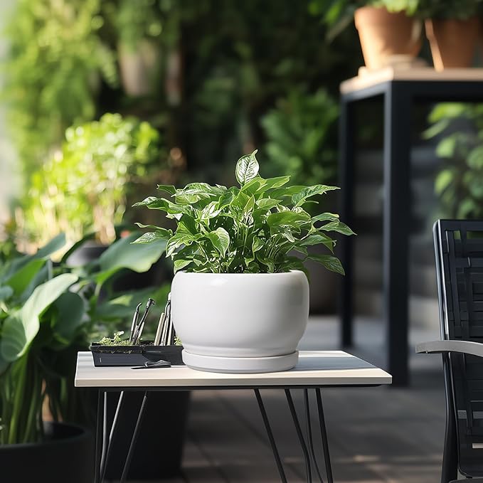 SQOWL Ceramic Planters for Indoor Plants - Image 5