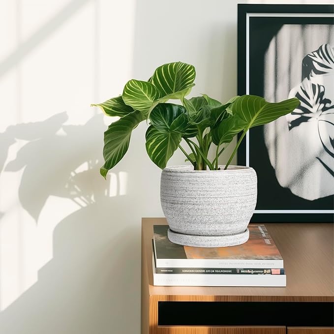 SQOWL Ceramic Planters for Indoor Plants - Image 6